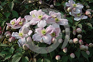 Close up of beautiful clematis montana flowers