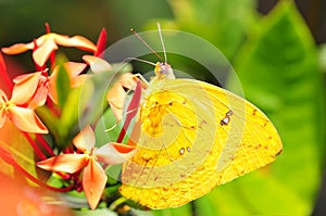 Beautiful Cloudless Sulphur Phoebis sennae butterfly on some f photo