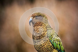 Close up beautiful color feather ,plumage of kea birds with blur