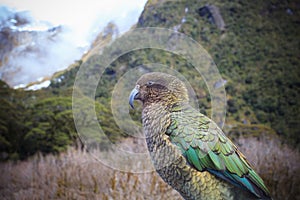 Close up beautiful color feather ,plumage of kea birds with blur