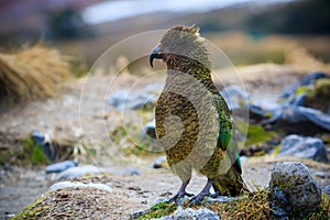 Close up beautiful color feather ,plumage of kea birds with blur