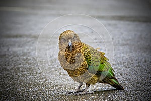 Close up beautiful color feather ,plumage of kea birds with blur