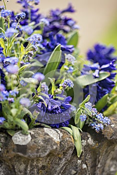 Close up of beautiful colorful bluebells and forget-me-not flowers in flower pot