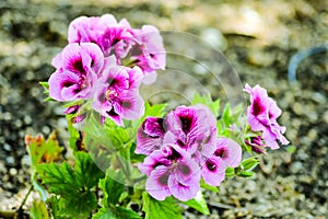 Close up beautiful and colorful Dianthus barbatus