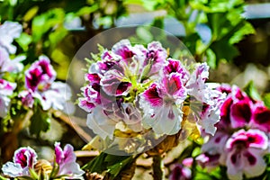 Close up beautiful and colorful Dianthus barbatus