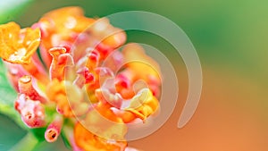 Close up of Beautiful Colorful Hedge Flower, Weeping Lantana, Lantana camara Linn. yellow and pink flower named Lantana Camara