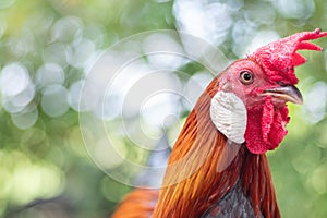 Close up beautiful colors of Red jungle fowl Gallus gallus,Wild Chickens with bokeh blurred nature