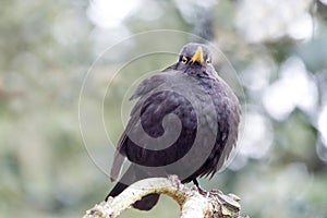 Close up of a beautiful Common Blackbird Turdus merula