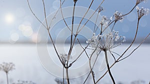 Close up of beautiful congeal dry flower covered with ice in winter sunny day, defocus lights with bokeh on blur snow