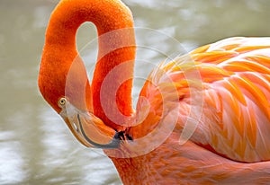 Close up of a beautiful coral flamingo