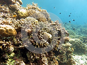 Close up of beautiful coral reefs