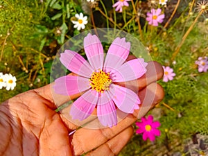 Close up of Beautiful cosmos flower.With Blurred background.Landscape of cosmos flowers.Honey bee Sitting on white Cosmos flower.