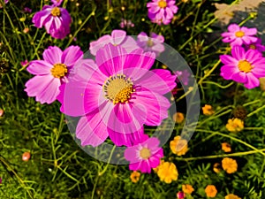 Close up of Beautiful cosmos flower.With Blurred background.Landscape of cosmos flowers.Honey bee Sitting on white Cosmos flower.