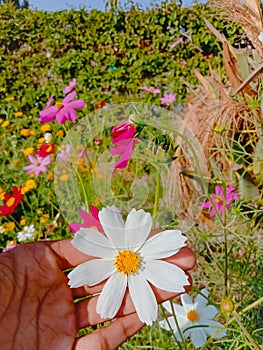 Close up of Beautiful cosmos flower.With Blurred background.Landscape of cosmos flowers.Honey bee Sitting on white Cosmos flower.