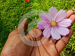 Close up of Beautiful cosmos flower.With Blurred background.Landscape of cosmos flowers.Honey bee Sitting on white Cosmos flower.