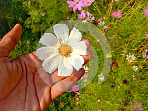 Close up of Beautiful cosmos flower.With Blurred background.Landscape of cosmos flowers.Honey bee Sitting on white Cosmos flower.