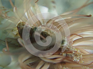 close up beautiful crab on anemones