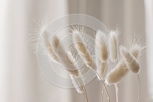 Close-up of beautiful creamy dry grass bouquet. Bunny tail, Lagurus ovatus plant against soft blurred beige curtain