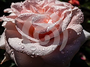 Close up of beautiful creamy-pink rose with dew drops on petals early in the morning in bright sunlight. Detailed, round water