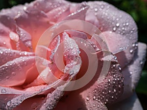 Close up of beautiful creamy-pink rose petals with dew drops in bright sunlight. Detailed, round water droplets on all rose petals