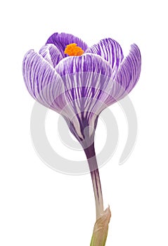 Close up of beautiful crocus on white background - fresh spring flowers. Violet crocus flowers bouquet .