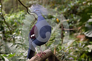 close-up of a beautiful crowned pigeon in the forest