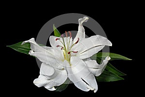 Close up beautiful curving white lily on a black background