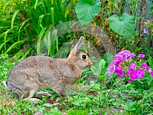 Close-up of a beautiful cute rabbit sitting among the grass and blooming in the summer afternoon. Pet, rabbits
