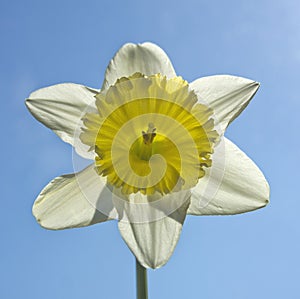 Close up of a beautiful daffodil