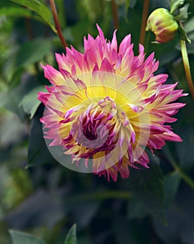 Close up of beautiful dahlia flower