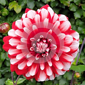 A close up of a beautiful dahlia flower with exquisite  red and white tones