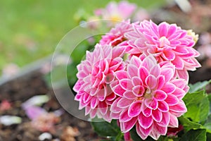 Close up of beautiful Dahlia flowers in the garden.