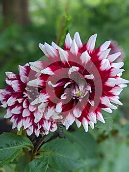 Close-up of beautiful dahlia fowers are blooming in a garden