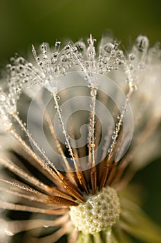 Close up of beautiful dandelion seeds with morning dew