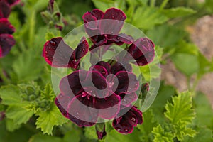 Close up of beautiful dark burgundy ivy geranium