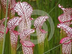 The close up of the beautiful dark pink Sarracenia pitcher like stems