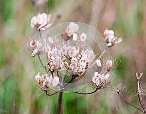 Close up of beautiful dead umbellifer plant flower heads seeds w photo