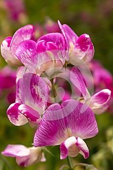 A close up of beautiful and delicate purple and white Sweet pea flowers