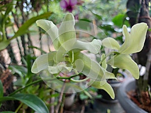 Close-up of beautiful dendrobium areedang green orchid flowers in garden