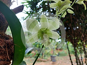 Close-up of beautiful dendrobium areedang green orchid flowers in garden