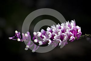 Close-up of beautiful Dendrobium Secundum orchid, small purple-pink orchid flowers blooming on a dark background.