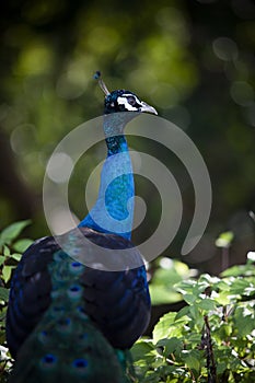 Close up beautiful detail of indian peacock against green blur b