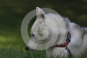 Close up beautiful dog husky, the magestic arctic breed