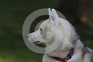 Close up beautiful dog husky, the magestic arctic breed