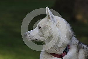 Close up beautiful dog husky, the magestic arctic breed