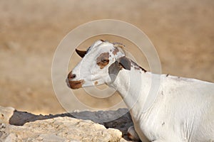 Close-up of a beautiful domestic goat