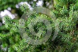 Close-up beautiful Douglas fir Pseudotsuga menziesii branch in Massandra park, Crimea