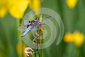 Close up of a  beautiful Dragonfly - Libellula Depressa - on grass stem with blue abdomen