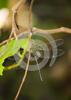 Close up of a beautiful dragonfly on a plant. Transparent wings. Monteverde, Costa Rica.