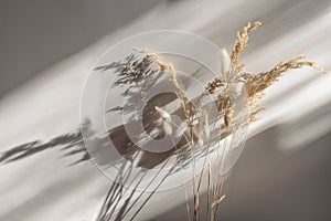 Close-up of beautiful dry grass bouquet. Bunny tail, Lagurus ovatus and festuca plant in sunlight. Harsh long shadows